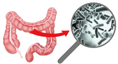 腸内細菌イメージ